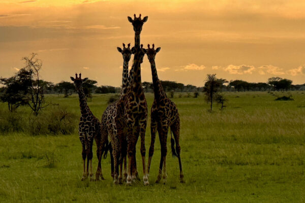 Met het gezin op vakantie in Tanzania-02