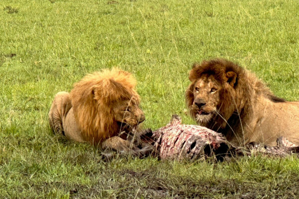 Met het gezin op vakantie in Tanzania-04